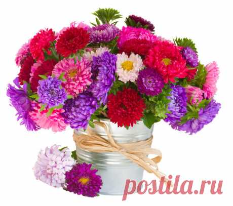 Букет из дачных цветов к 1 сентября: какие цветы выбрать и как сохранить их свежими