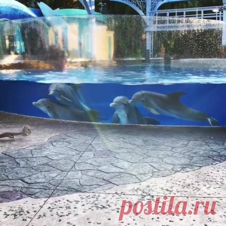 (65) Жанна Бхаскер - Жанна Бхаскер поделилась видео Amy Schumacher.