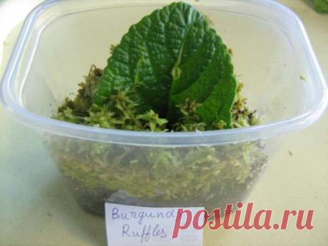 Выращиваем on-line деток стрептокарпусов из листа - Форум цветоводов Фрау Флора