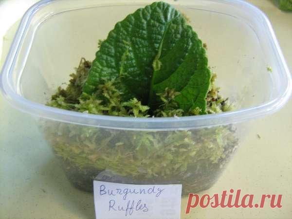 Выращиваем on-line деток стрептокарпусов из листа - Форум цветоводов Фрау Флора