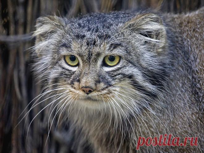 Манул ! Страшнее кошки- зверя нет)