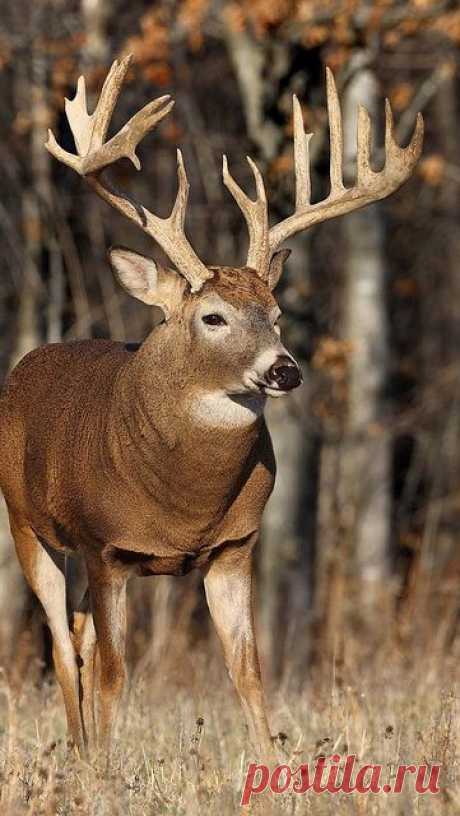 deer