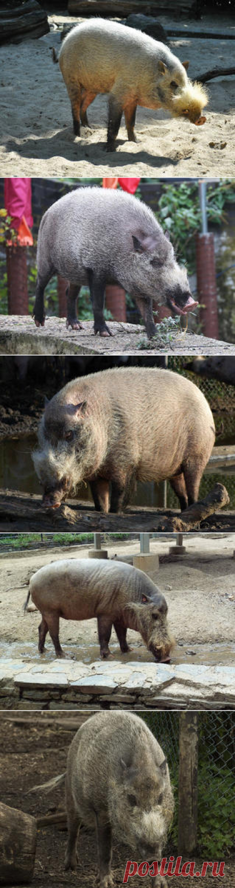 Смотреть изображения бородатых свиней | Зооляндия