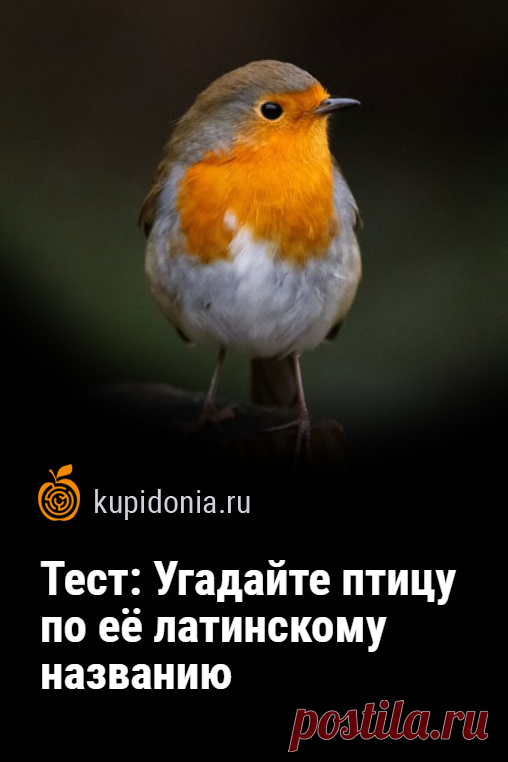Тест: Угадайте птицу по её латинскому названию. Птицы — одни из самых интересных жителей нашей планеты. У каждой из них есть латинское название, которое отличается от общеупотребимых. Этот состоит из 20 вопросов. Проверьте ваши знания или проявите сообразительность, чтобы ответить правильно на большинство из них.