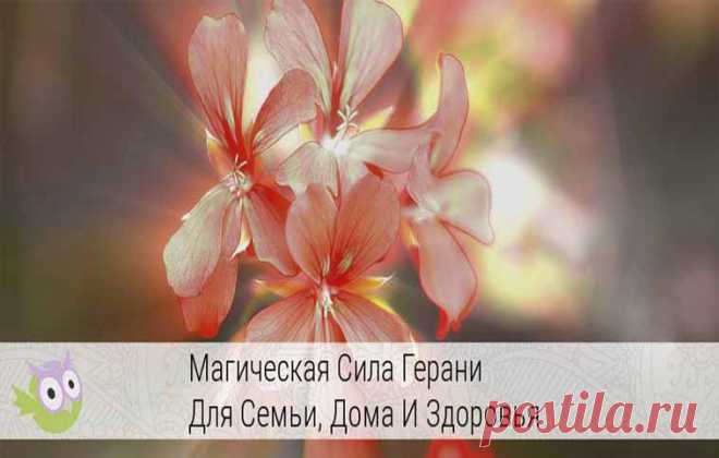 Герань: ядовитое растение или комнатный доктор? Как приманить удачу в дом.   >>>>>>>