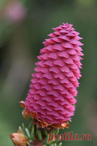 ✯ Acrocona Norway Spruce Picea abies - Rare Tree