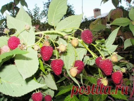 Способы размножения ремонтантной малины — 6 соток