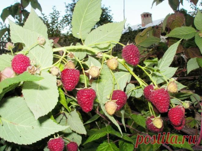 Способы размножения ремонтантной малины — 6 соток