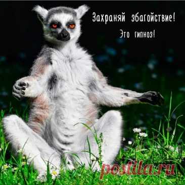 Смешные Коты И Не Только ! Самые Милые И Прикольные!/Новый проект 2023 часть 4