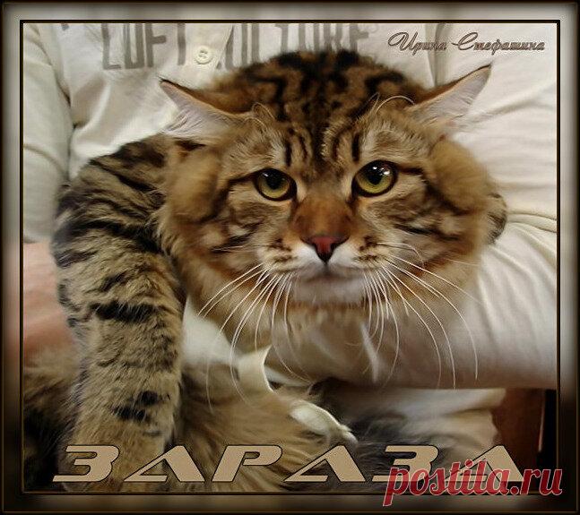 «Зараза» - Ах, ты ж, зараза - послышался из кухни бабушкин голос. Опять по столам шныряешь?
Раздался звук,будто уронили мешок с солью и звон разбивающейся тарелки.
- Не кот, а сто рублей убытку - причитала бабуля. Со всеми соседями уже из-за него переругалась.
