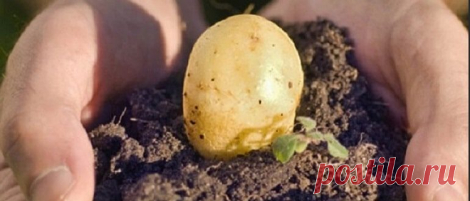 Когда сажать картофель в 2019 году по лунному календарю