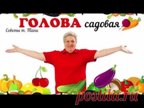 Голова садовая - ВАЖНО! Как вырастить здоровые огурцы