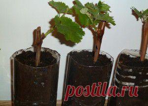 Зимнее укоренение черенков винограда