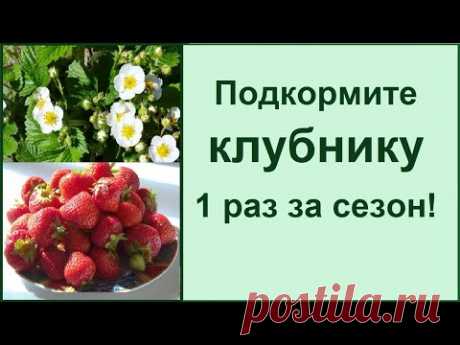 Чем удобрять клубнику во время цветения для лучшего урожая?