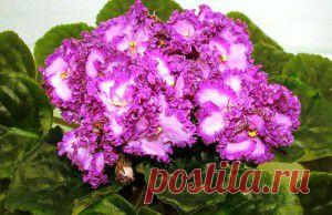 4 правила ,чтоб фиалки круглый год цвели