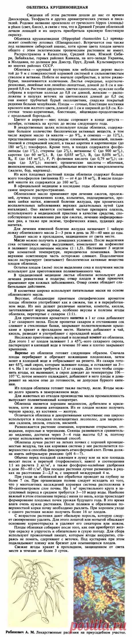 Облепиха крушиновидная