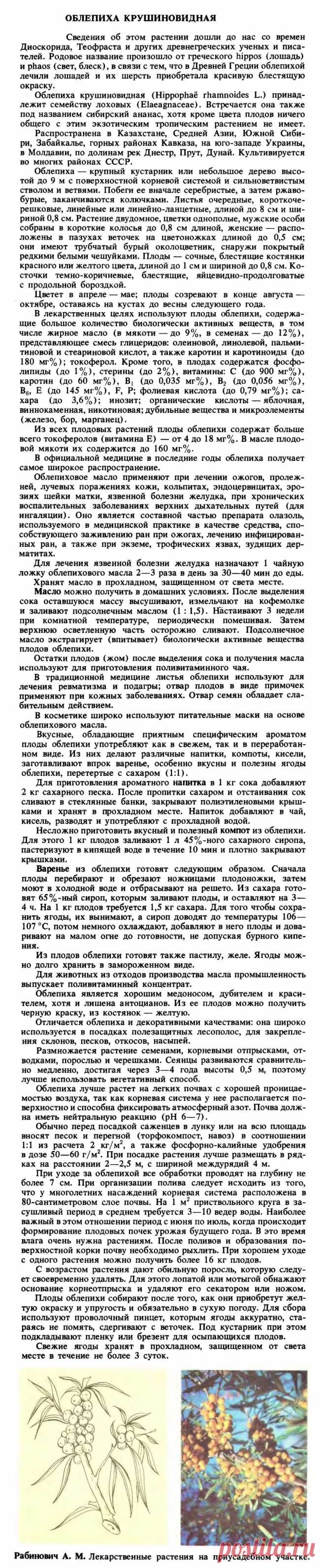 Облепиха крушиновидная