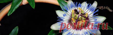 Фаленопсисы — сорта (определитель) — I