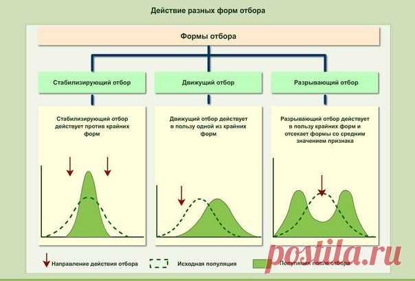 Формы естественного отбора