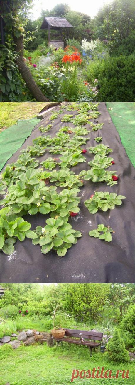 Как не перетрудиться в саду / Ландшафтный дизайн / 7dach.ru