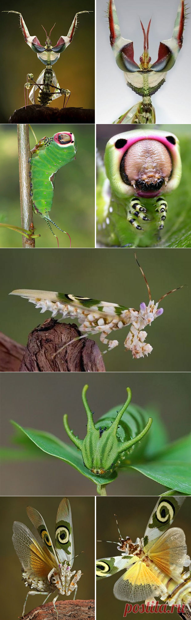 ЖИВОЙ УГОЛОК