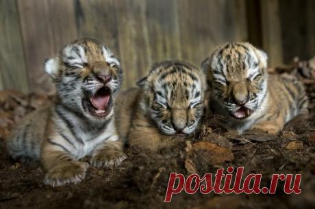 Малыши, которые еще почти ничего не умеют, но уже нашли путь к сердцу каждого