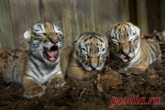 Малыши, которые еще почти ничего не умеют, но уже нашли путь к сердцу каждого
