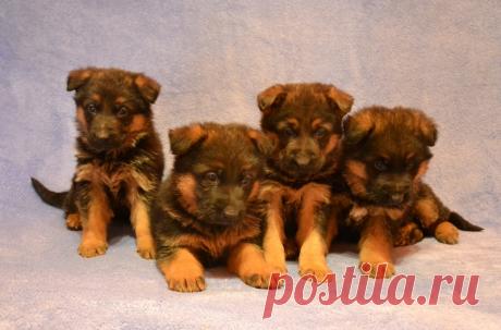 Племенной питомник Клин Трио , предлагает щенков немецкой овчарки. Документы РКФ, привиты по-возрасту, обработаны от эктопаразитов. Родители щенков Чемпионы России и  имеют отличные экстерьерные данные и рабочие проверки требуемые РКФ. Щенки с хорошим костяком, отличного экстерьера, ярким окрасом с красивой маской, активные.