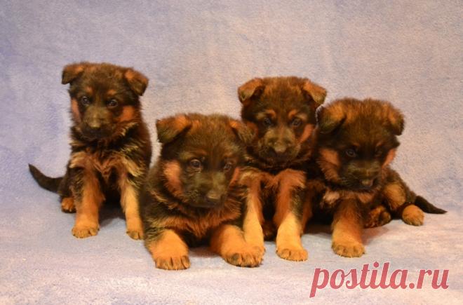 Племенной питомник Клин Трио , предлагает щенков немецкой овчарки. Документы РКФ, привиты по-возрасту, обработаны от эктопаразитов. Родители щенков Чемпионы России и  имеют отличные экстерьерные данные и рабочие проверки требуемые РКФ. Щенки с хорошим костяком, отличного экстерьера, ярким окрасом с красивой маской, активные.