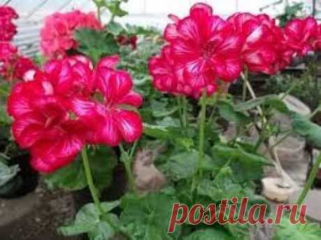 Пеларгония зональная.  Формировка и черенкование. Стандарты и карлики.