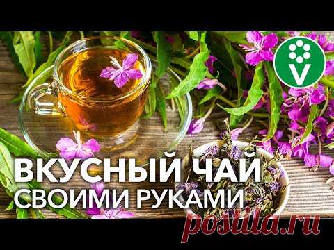 ИВАН-ЧАЙ: заготовка, ферментация и сушка в домашних условиях