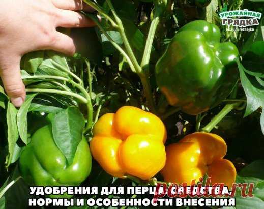 УДОБРЕНИЯ ДЛЯ ПЕРЦА: СРЕДСТВА, НОРМЫ И ОСОБЕННОСТИ ВНЕСЕНИЯ
Сохраните, чтобы не потерять!
Очень важно подкармливать рассаду перца во время ее роста, чтобы в дальнейшем из нее выросли здоровые растения. Уже после первой порции удобрения, вы сможете видеть плодотворное влияние его на саженцы перца. Но это не значит, что можно остановиться и больше не удобрять растения.
Больше всего для подкормки рассады подходят такие удобрения, как мочевина и суперфосфат. И категорически за...