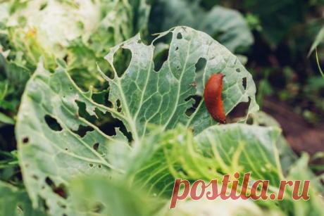 Как уничтожить слизней и улиток на участке, а не привести случайно новых — Ботаничка