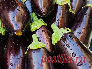 Простой рецепт консервирования баклажанов - Овощи на зиму . 1001 ЕДА вкусные рецепты с фото!