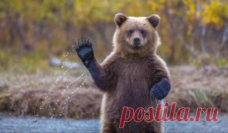 Редкие фотографии животного мира