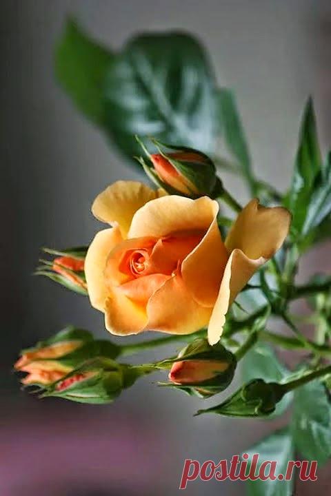 0399143f1934f4a1bd3302f4b6ea8033.jpg (480×720)