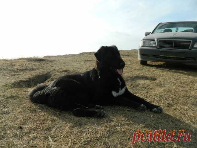 Монголдог Айса Умница Лилу