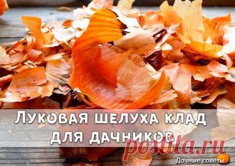 Луковая шелуха клад для дачников
Луковая шелуха — один из резервов повышения урожайности. Её отвар содержит полный набор таблицы Менделеева: кальций, калий, марганец, магний, железо, медь, селен, хром, бор, медь и т.д. Шелуха убивает патогенную микрофлору в почве, одновременно подкармливает растение микроэлементами. 
Действует на растения, как настойка женьшеня на человека. Отвар и настой стимулируют рост растений. Они становятся более устойчивыми к болезням и вредителям.
...