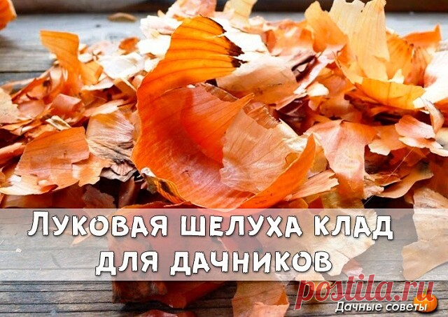 Луковая шелуха клад для дачников
Луковая шелуха — один из резервов повышения урожайности. Её отвар содержит полный набор таблицы Менделеева: кальций, калий, марганец, магний, железо, медь, селен, хром, бор, медь и т.д. Шелуха убивает патогенную микрофлору в почве, одновременно подкармливает растение микроэлементами. 
Действует на растения, как настойка женьшеня на человека. Отвар и настой стимулируют рост растений. Они становятся более устойчивыми к болезням и вредителям.
...