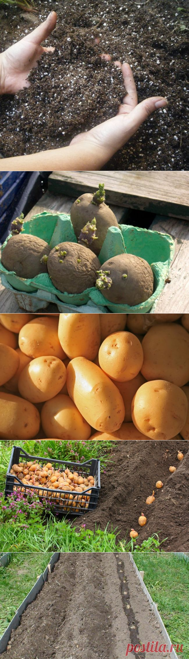 Как выбрать лучший сорт и вырастить ранний картофель