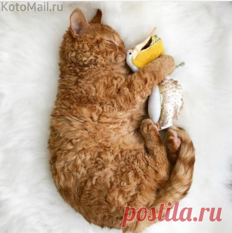 Котёнок, который немного барашек)