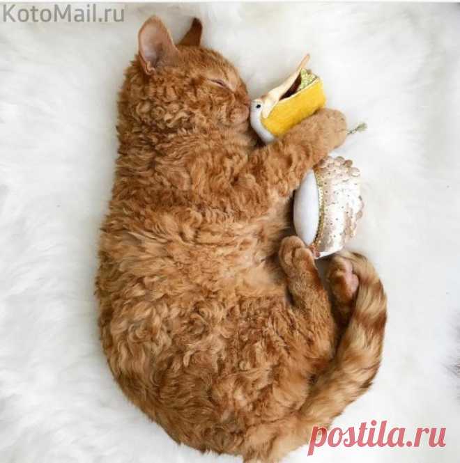 Котёнок, который немного барашек)