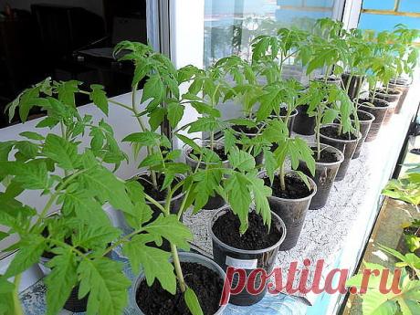 КАК НУЖНО УХАЖИВАТЬ ЗА РАССАДОЙ ТОМАТОВ