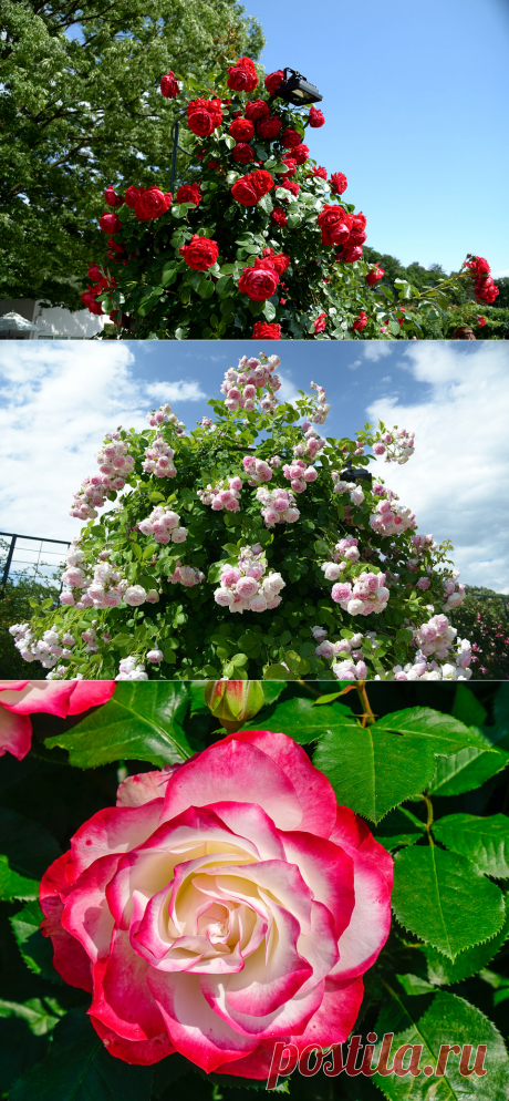 Rose garden at Ashikaga Flower Park,Япония