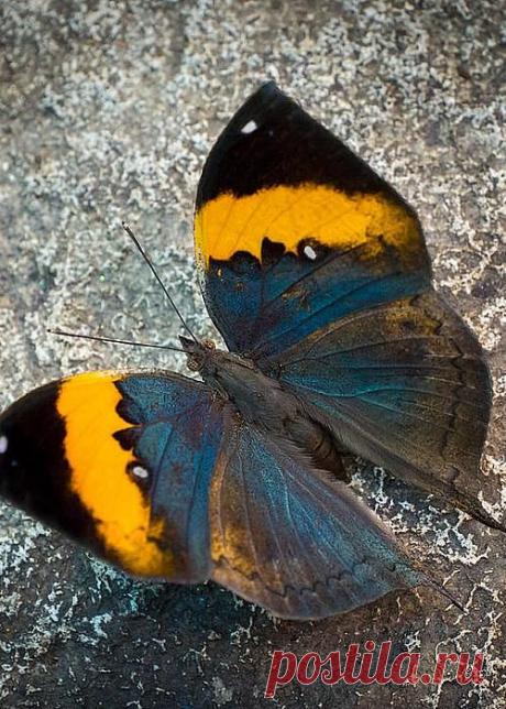 бабочки