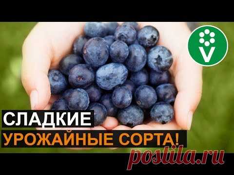 Эти СОРТА ГОЛУБИКИ вам точно захочется посадить!