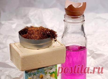 ЧЕРНАЯ СМОРОДИНА: борьба с вредителями без "химии"
===============================

1. Даже лучшие современные сорта черной смородины поражаются такими вредителями, как огневка, тля и стеклянница. Невосприимчивых к ним сортов пока не существует.

2. Тля: при первых же признаках поражения концы молодых веток пару раз либо опрыснуть, либо окунуть в ведро с раствором мыла или стирального порошка (их заменяет отвар древесной золы – 300 г на ведро).

3. Зеленые гусеницы огневки...