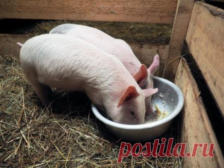 Как приготовить питательный и полезный корм для свиней?