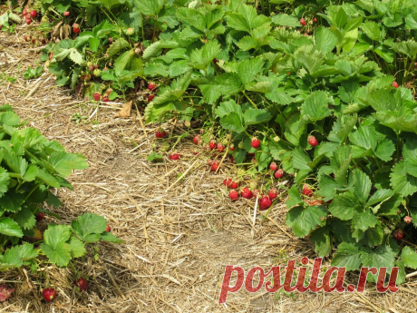 3 частых, но коварных ошибки в уходе за Клубникой после плодоношения. Лишают доброй части урожая в следующем году | ДАЧКОМ: Дачный Комиссар | Яндекс Дзен