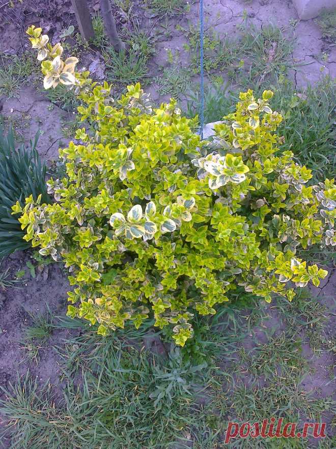 Бересклет Форчуна «Эмеральд н Голд», «Изумруд и золото» (Euonymus fortunei «Emerald`n Gold»)